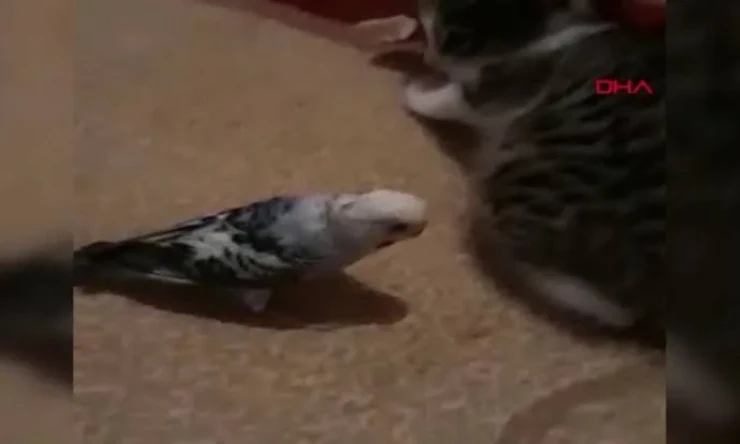 Kedi ile muhabbet kuşu