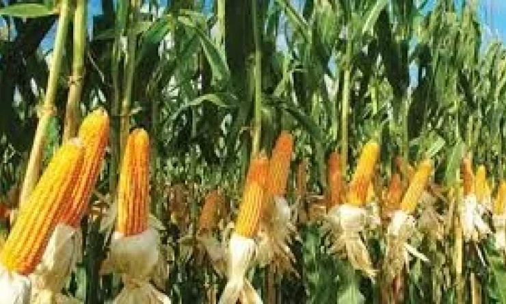Iğdırlı Köylü Çiftçiler Mısıra Yöneldi