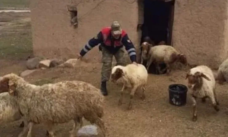 Jandarma Hayvan Hırsızlarını Kıskıvrak Yakaladı