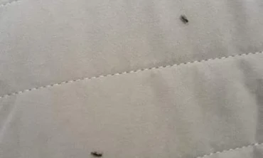 IĞDIR'DA BÖCEK İSTİLASI BAŞLADI
