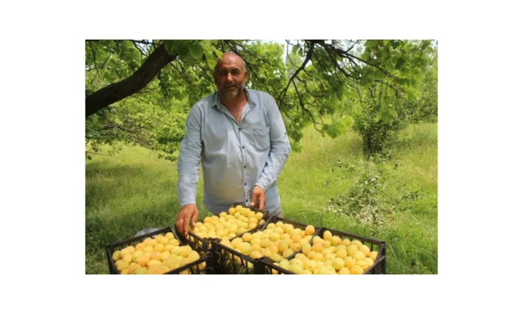 2020 Yılı Iğdır’da Kaysı Hasadı Başladı