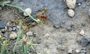 Kıyametin sinyalimi! Erciş ilçesine 30 kilometre uzaklıkta bulunan Çimen Mahallesi'ni akrepler sardı