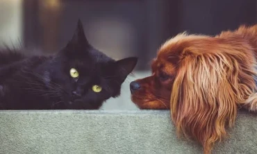 Kedi ve Köpek Bakımı Nasıl Yapılır.