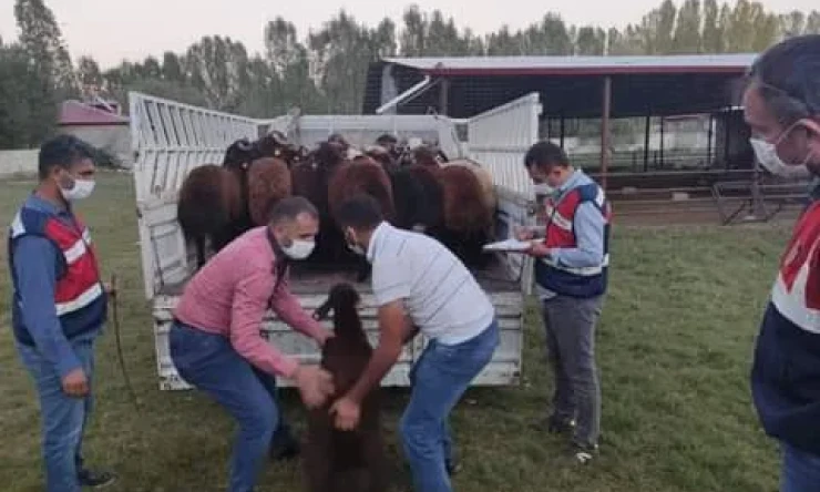 (26) adet koyun 22.08.2020 tarihinde kaybolmuş,