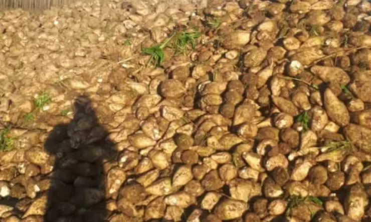 Iğdır pancar eken çiftçilerimiz pancarlarıni 7 gün söküp siloda bekletiyor