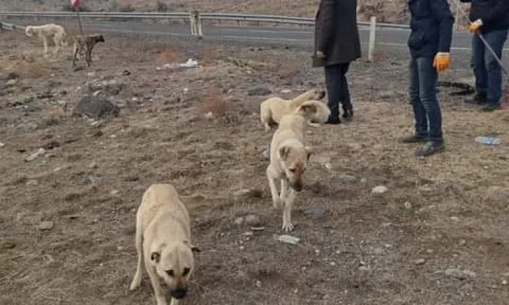 Araziye terkedilen köpekler barınakta muhafaza etmeye alındı