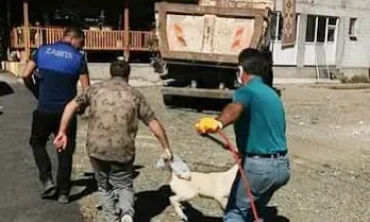 Başıboş gezen sokak köpekleri toplatıldı