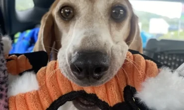 Kurtarma Grubunun Kurucusu, Prens Harry ve Meghan Markle'ın Bir Beagle Sahiplenirken Hangi Köpeğin En Çok İhtiyacı Olduğunu Düşündüklerini Söyledi