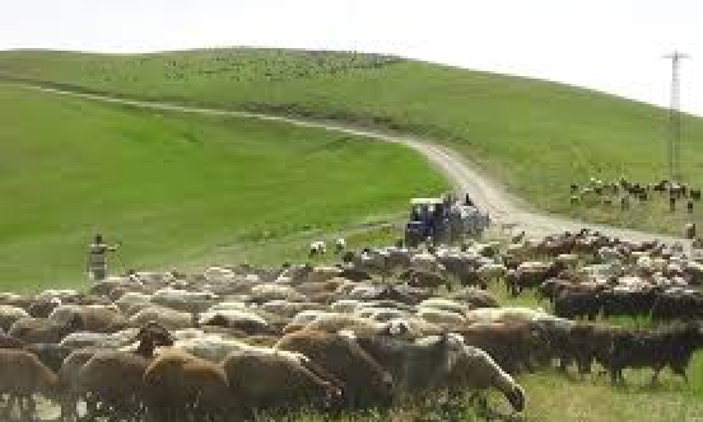 Iğdır Yaylalarına Göç