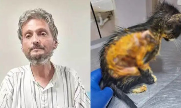 50 Kediyi Yakarak Öldüren Şüpheli Gözaltına Alındı