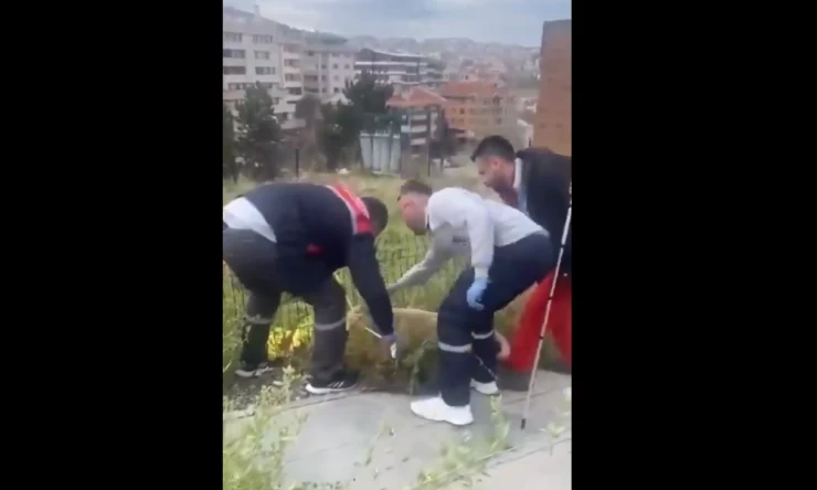 Ankara Büyükşehir Belediyesi, Sokak Köpekleri Toplama Çalışmalarına Hayvan Severlerden İtiraz