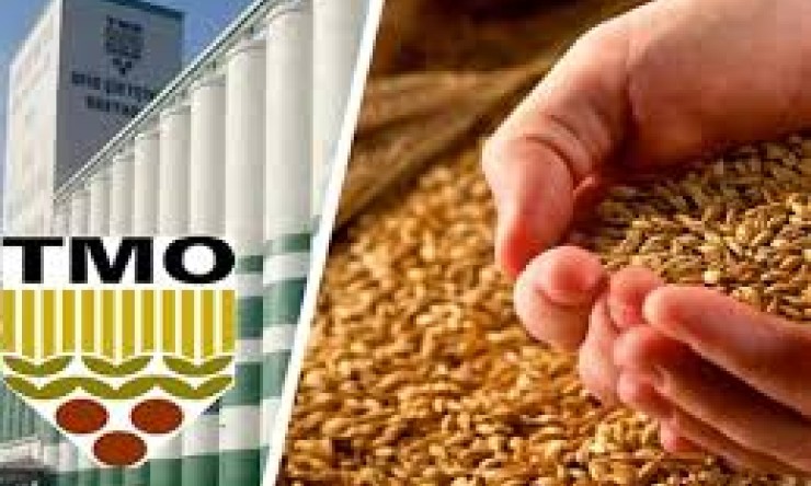 "Iğdır'da Buğday Hasadı Endişe ile Başladı: TMO'nun Alım Kararı Bekleniyor"