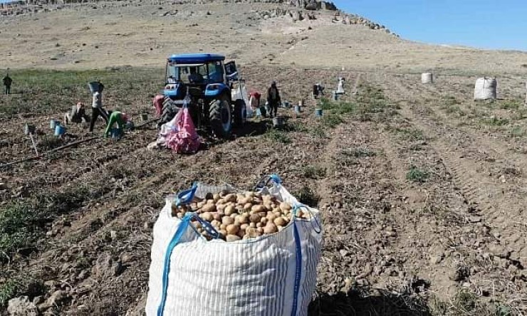 Türkiye'nin önde gelen patates üretim: Patates Tarlada 2, Pazarda 15 Lira: Kim Vurgun Yapıyor