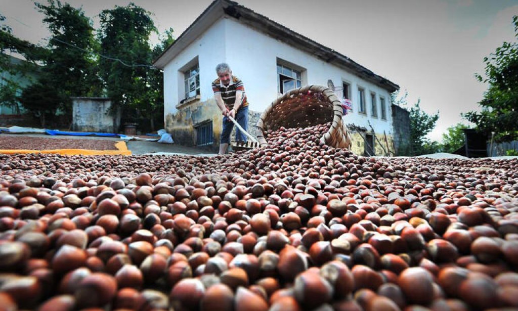 2025 Fındık Sezonu Mercek Altında: Rekolte Düşüşü, Fiyat Baskısı ve Tarihi İhracat Hedefi